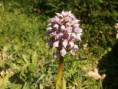 /album/galleria-fotografica/orchis-tridentata-4-jpg/